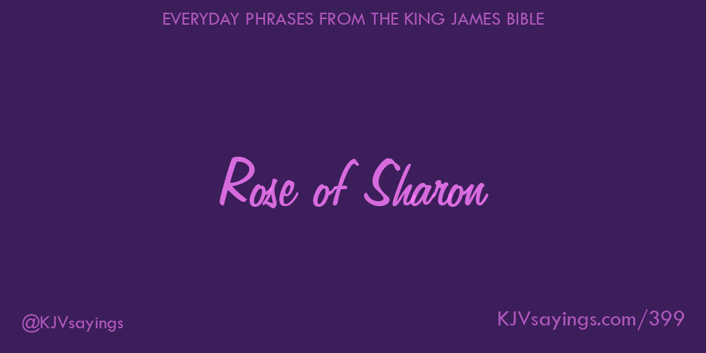 “Rose of Sharon”